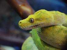 High yellow head shot