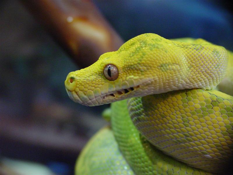 High yellow head shot