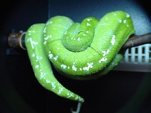 Aru GTP