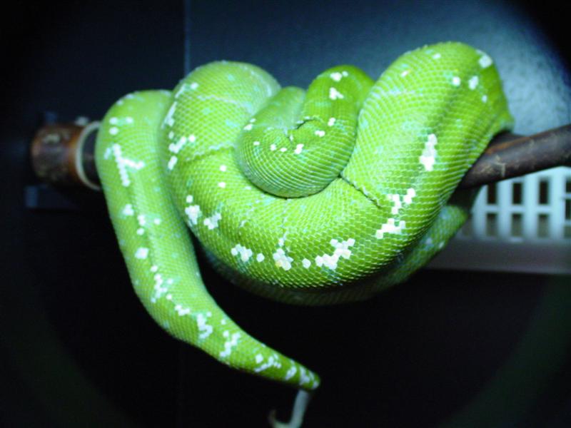 Aru GTP