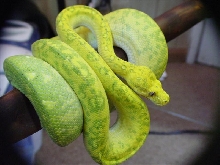 High yellow Biak