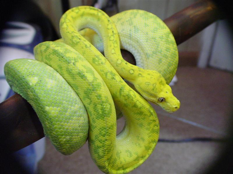 High yellow Biak