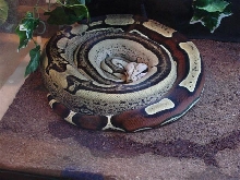 Cinnabun