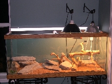 new bearded dragon cage