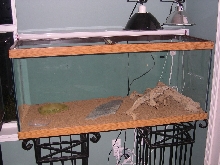 My beardie cage
