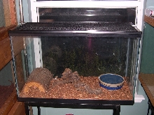 My albino corn cage