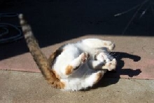 ...This is your cat on catnip