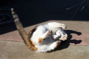 ...This is your cat on catnip