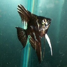 Angel Fish