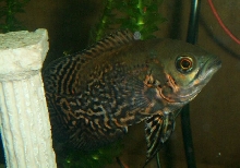 new Oscar