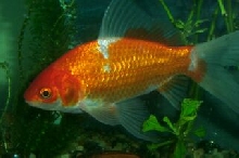 pond comet