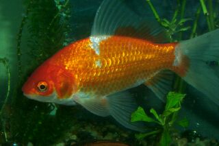 pond comet