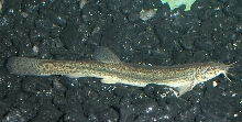Dojo Loach