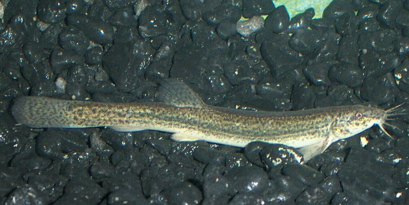 Dojo Loach