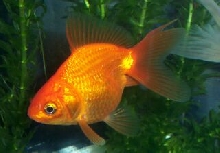 fantail