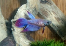 betta's girlfriend