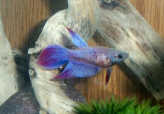 betta's girlfriend