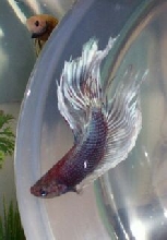 betta