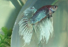 my other OTHER new betta