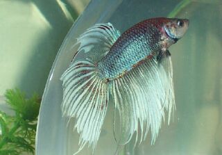 my other OTHER new betta