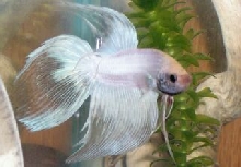 betta
