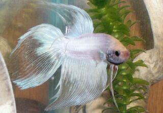 betta