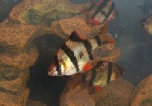 tiger barb