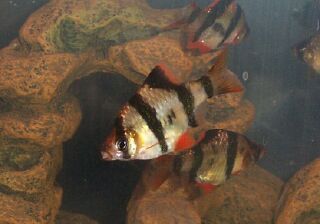 tiger barb