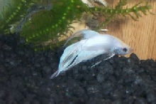 white betta