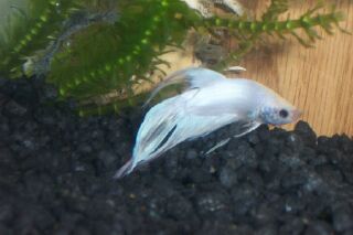white betta