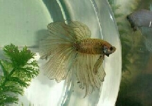 my OTHER new betta