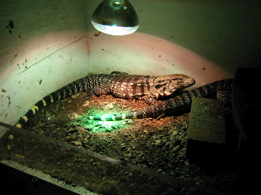 Basking Spot