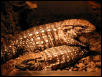 juvinal chacoan tegus