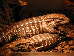 juvinal chacoan tegus