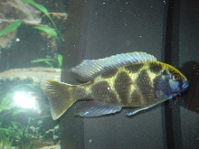 My Nimbochromis Venustus (wild male)