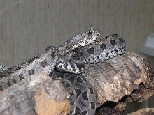 Bitis worthingtoni's