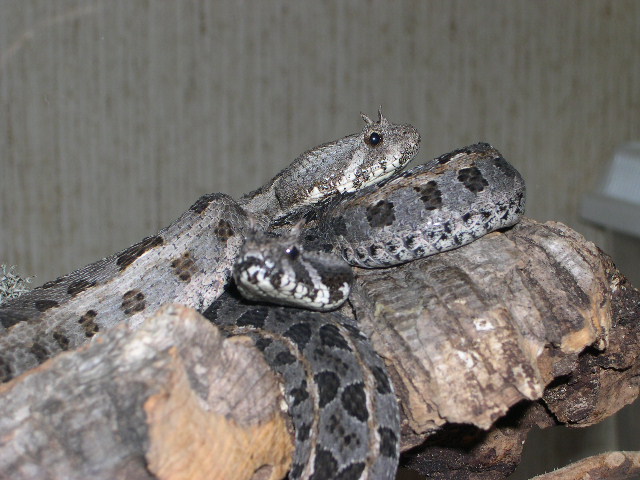 Bitis worthingtoni's