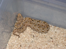 Desert Mountain Adders