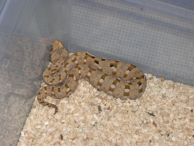 Desert Mountain Adders