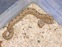 Bitis xeropaga - Desert Mountain Adders