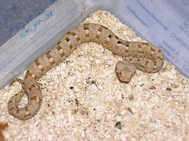 Bitis xeropaga - Desert Mountain Adders