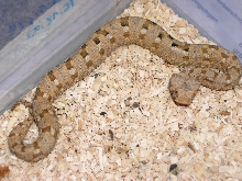 Bitis xeropaga