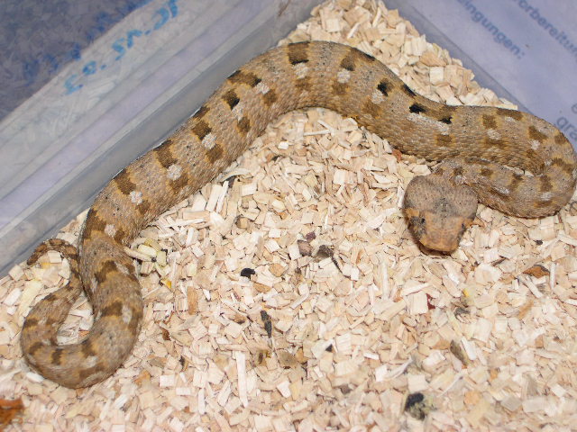 Bitis xeropaga