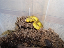 Atheris chlorechis CB'04