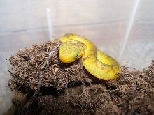 Atheris chlorechis