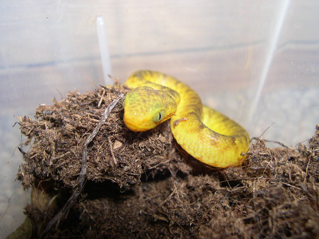 Atheris chlorechis