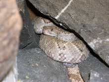 Crotalus unicolor