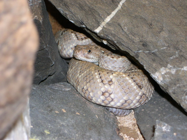 Crotalus unicolor