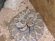 Aruba Island Rattlesnake
