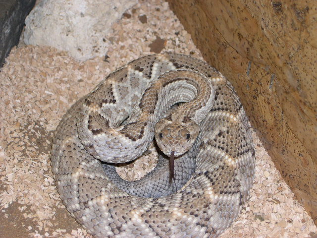 Aruba Island Rattlesnake